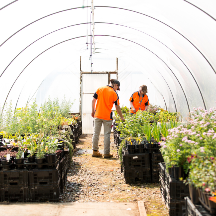 two people tending to plants in a large green house